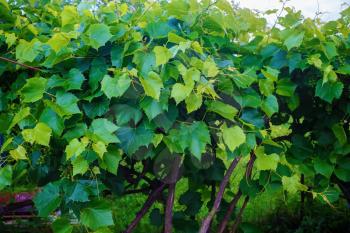 Green grape leaves in vineyard. Green foliage.