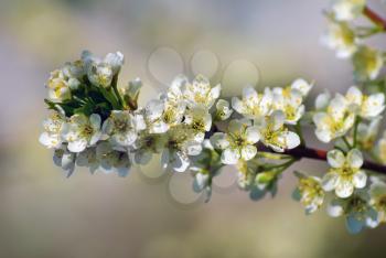 Blossoming tree branch. Beautiful bright white flowers on a tree branch on blurred bokeh background. Shallow depth of field. Selective focus.