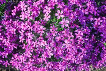 Purple phlox subulata. Background of flowers phlox subulata.