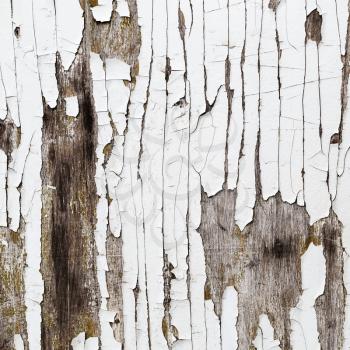 Old weathered wood texture with cracked white paint.