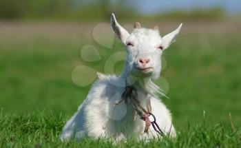 Goat with horns on a background of green grass. Farm animal.