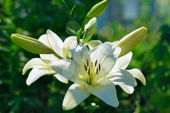Beautiful white lily flowers on a background of green leaves outdoors. Shallow depth of field. Selective focus.