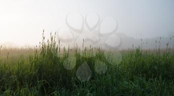 Panoramic shot of the grass early in the morning in the fog. Shallow depth of field. Focus on foreground.