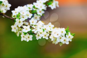A branch of a blossoming tree with white flowers against blurred bokeh background. Spring flowering. Shallow depth of field. Selective focus.
