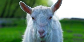 Portrait of a goat on a green meadow. Shallow depth of field.