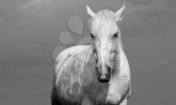 Black and white portrait of a white horse outdoors.
