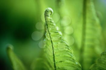 Bright green fern. Shallow depth of field. Focus on the main site.