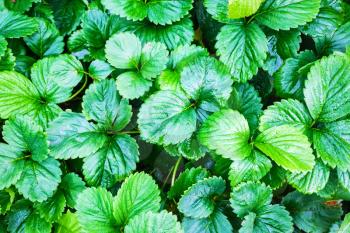Bright green leaves of a strawberry. Strawberries bushes background.