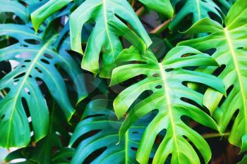 Green monstera leaf. Bright green lush leaves. Shallow depth of field. Selective focus.