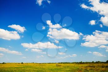 Blue sky with cumulus clouds and a grass field. Rural landscape. Trees on the horizon. Sunny summer day.