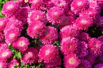 Pink chrysanthemum flowers. Many beautiful pink flowers as background. Selective focus.