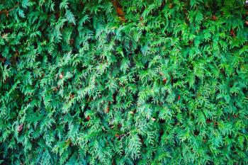 Thuja texture. Green thuja tree branches and leaves as natural background.