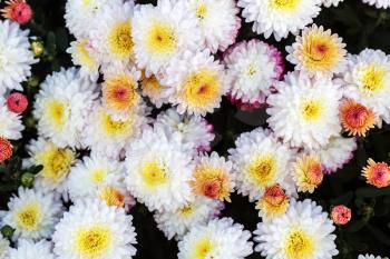 Many beautiful white chrysanthemum flowers as background.