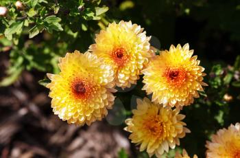 Beautiful yellow chrysanthemum flowers blooming in garden. Shallow depth of field. Selective focus.