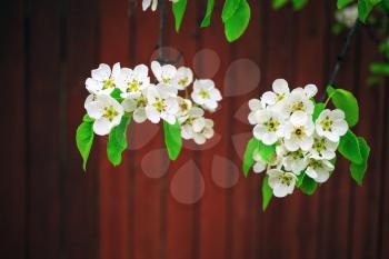 White flowers and green leaves on a tree branch against a brown background. Flowering branches of a tree. Blossoming tree branch. Shallow depth of field. Selective focus.