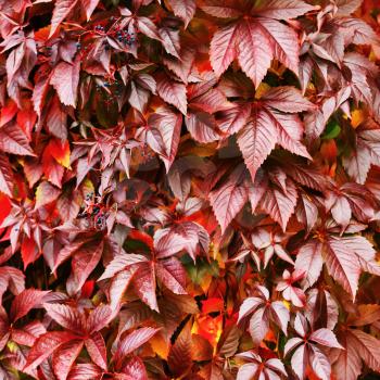 Bright red virginia creeper leaves. Autumn foliage. Beautiful Fall.