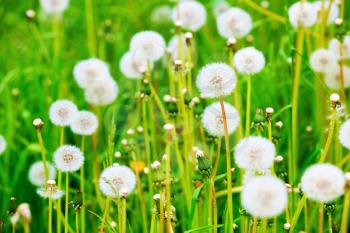 Meadow of dandelions. Sunny summer day. Shallow depth of field. Selective focus.