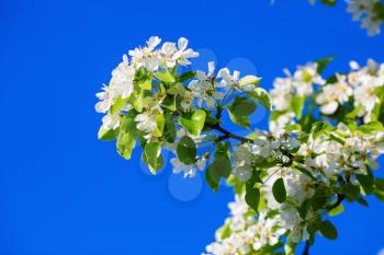 Blossoming tree branch with white flowers. Spring flowering tree. Tree in bloom.