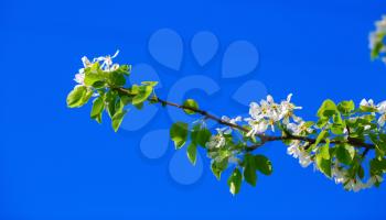 Blossoming tree branch against a clear blue sky on a sunny spring day. Blooming tree. Spring flowering.