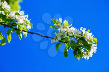 Blossoming tree branch with white flowers and green leaves against the blue sky background. Spring flowering.