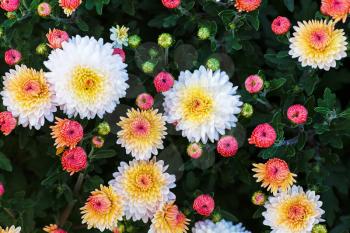 Colorful chrysanthemum flowers blooming in garden. Floral background.