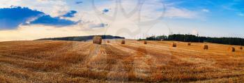 Autumn field with hay bales after harvest. Field of cut grass with straw bales. Beautiful sunset sky. Rural landscape with haystacks. Panoramic shot.