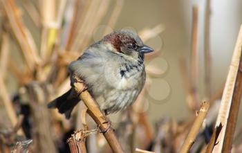Sparrow sits on a branch on a blurred background of dry bushes. Shallow depth of field. Selective focus.