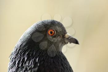 Head of a pigeon in profile close-up. Selective focus.
