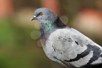 Closeup of a beautiful dove. Single pigeon.