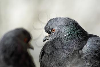 Two pigeons close up. Shallow depth of field. Selective focus.