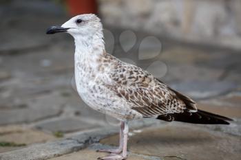 Seagull stands on the sidewalk. Selective focus
