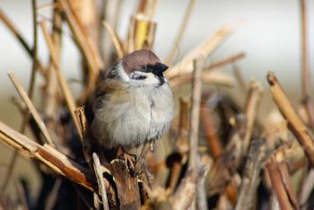 Sparrow on a branch on a blurred background of dry branches and bushes. Shallow depth of field. Selective focus.
