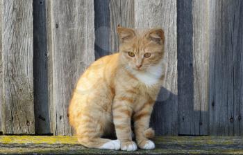 Ginger tabby cat on wooden fence background.