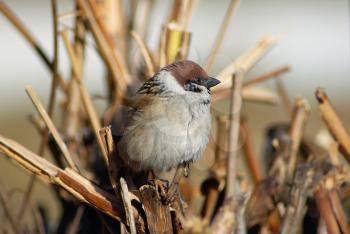 House sparrow bird perched on a tree branches. Shallow depth of field. Selective focus.