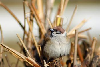 Eurasian sparrow bird perched on a tree branches. Shallow depth of field. Selective focus.
