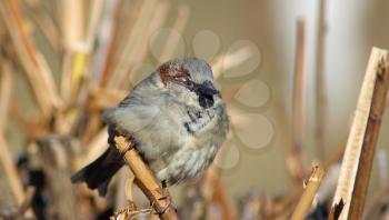 Eurasian house sparrow on a branch. Shallow depth of field. Selective focus.