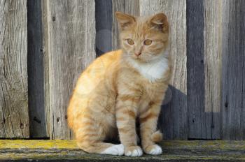 Cute ginger cat against the background of the wood fence.