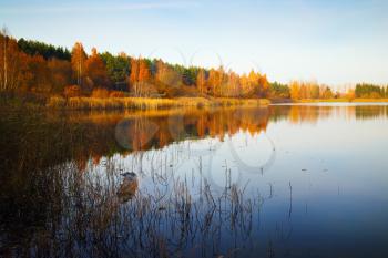 Sunny autumn landscape. Lake, cloudless blue sky, trees and shrubs with yellowed golden foliage on the shore.