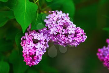 Branch of blossoming lilac flowers in the spring. Lilac blooms in the garden.