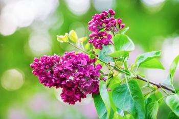 Blooming bright purple lilac. Beautiful lilac flowers in the garden. Shallow depth of field. Selective focus.