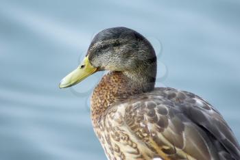 Close up of duck mallard on blue water background