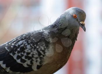Beautiful urban pigeon outdoors. One dove. Selective focus.