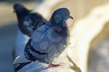 Pigeons sitting on the snow in winter. Urban doves. Shallow depth of field. Selective focus.
