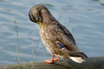 Duck mallard cleans feathers on the shore.