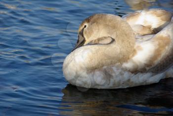 Close-up of graceful young swan cleans feathers.