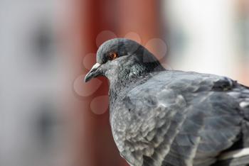 Closeup of urban dove. Pigeon head and neck in profile. Selective focus. Selective focus.