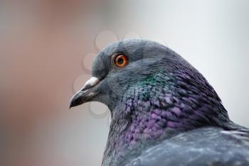 Urban dove close up. Close-up of a pigeon head. Selective focus.