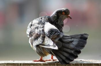 Urban pigeon cleans feathers . Shallow depth of field. Selective focus.