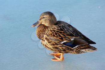 Brown female mallard duck walks on ice