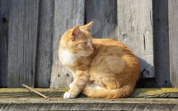 Ginger tabby cat sitting on wood fence background.